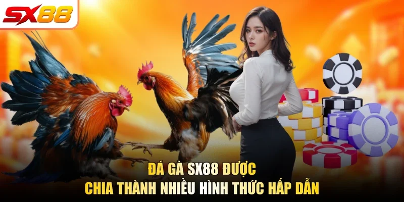 Đá gà SX88 được chia thành nhiều hình thức hấp dẫn