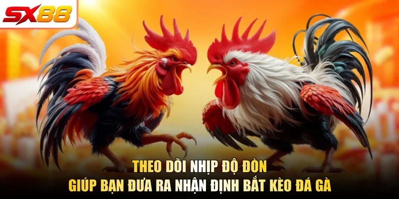Theo dõi nhịp độ đòn giúp bạn đưa ra nhận định bắt kèo đá gà